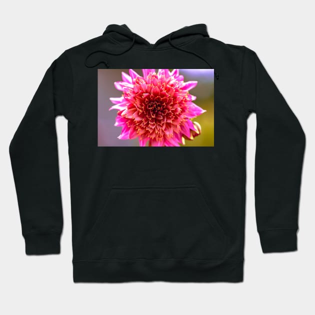 Pink powder-puff dahlia Hoodie by blossomcophoto